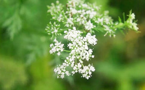 我們擁有了滿天星星的散文