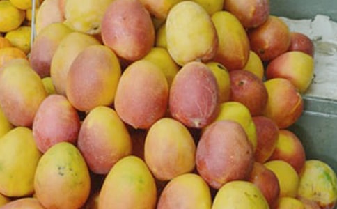 夏天的芒果樹作文