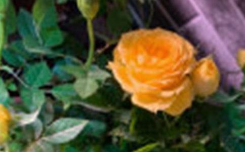 《小鹿的玫瑰花》教案設(shè)計(jì)14篇