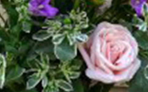 �L(f��ng)ѩõ������