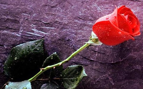 [����]�P(gu��n)��õ�������