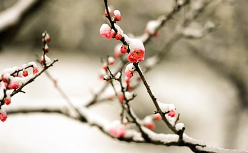 梅花的美術(shù)教案