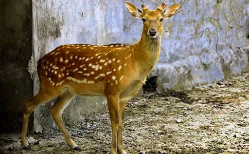 可愛(ài)的梅花鹿