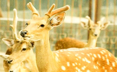 梅花鹿脫險記作文