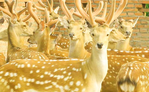 �茑(xi��)÷��¹�Ġ�������