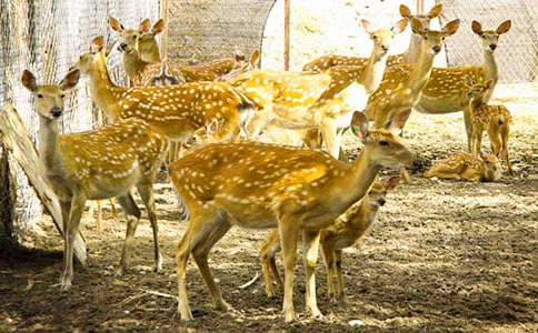 ÷��¹Ó�U(xi��n)ӛ450������