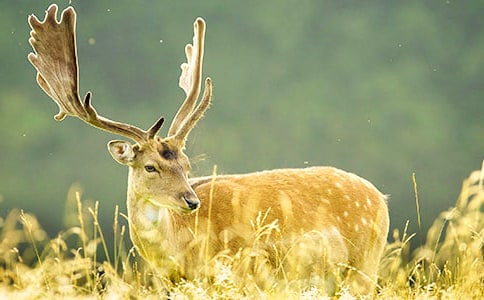 興凱湖梅花鹿血液蛋白多態(tài)性及其與產(chǎn)茸性狀的相關(guān)分析