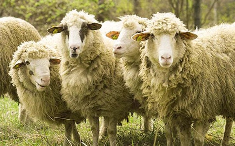 �ɐ۵�С�d��С�����g(sh��)�̰���ͨ��6ƪ��