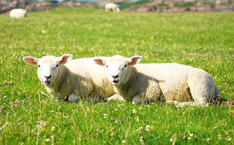 綿羊染色體Ag-NORs分布位置初探