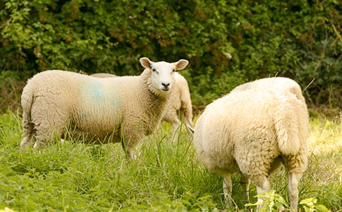 ����b�e�d�����ɽ�������b�e�����Ƿ����r�ķ���