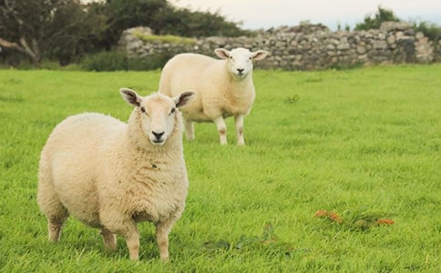 《我的小綿羊》