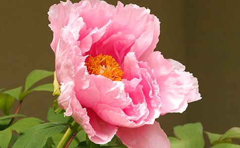 游牡丹園優(yōu)秀作文300字(通用55篇)