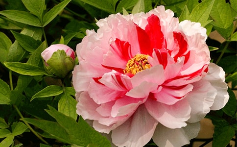 關(guān)于牡丹的作文(11篇)