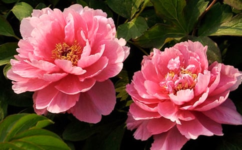 �茑ĵ����������300��