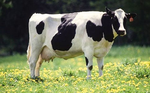 安恩和奶牛讀后感200字左右