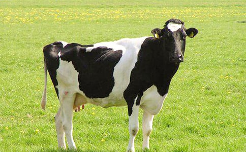 ��ţ�̰��O(sh��)Ӌ