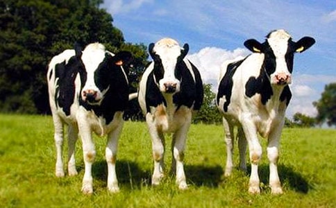 中班語(yǔ)言神奇的奶牛教案