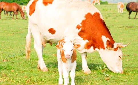 ���Ӽҵ�С��������