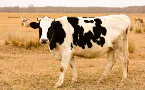 鄰居家的奶牛作文