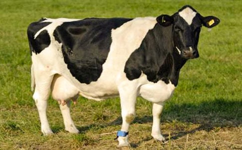 �������c�������̰�