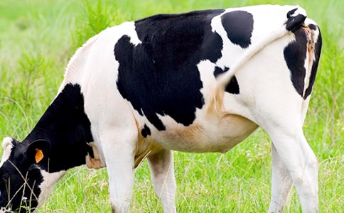 ���������ţ���̰�