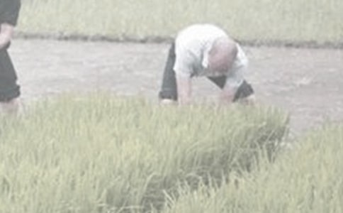 寫做農(nóng)活的作文600字