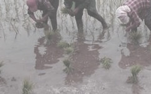 ���r(n��ng)������