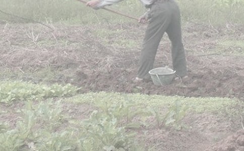 下鄉(xiāng)干農(nóng)活作文700字