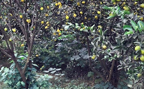 �P���y�����r(n��ng)�Ҙ�������