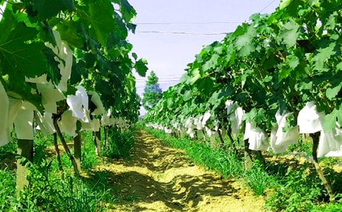 �P���r(n��ng)�Ҙ�����