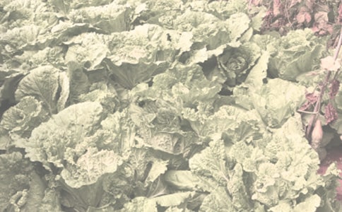 常見農(nóng)作物藥害癥狀及補(bǔ)救措施-植保論壇