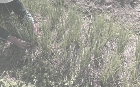 《農(nóng)作物生產(chǎn)技術試題》答案