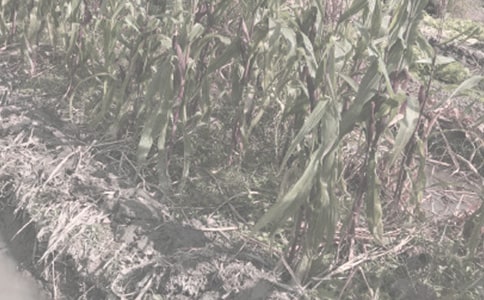 ȫ�h�߲��r(n��ng)����Nֲ����Ӌ(j��)��