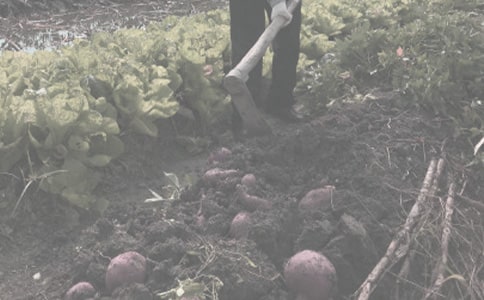 2009年北京市主要農(nóng)作物主推品種意見