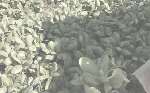 眉縣農(nóng)作物病蟲害發(fā)生的氣象條件分析