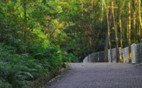 那片綠綠的爬山虎作文