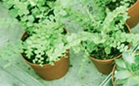 盆栽蘆薈的扦插繁殖與養(yǎng)護管理