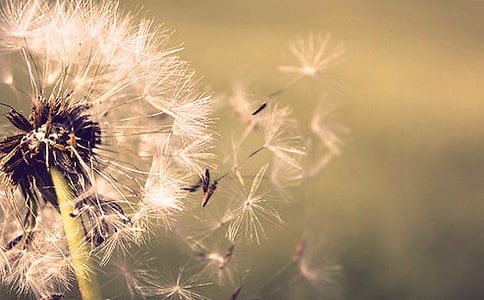 關(guān)于蒲公英作文