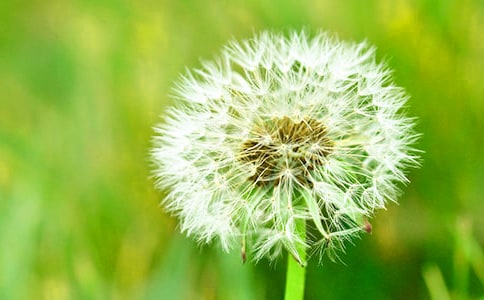 小班美術(shù)蒲公英旅行教案