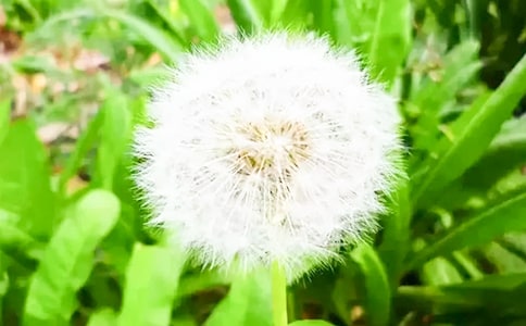 【實(shí)用】蒲公英的作文四篇