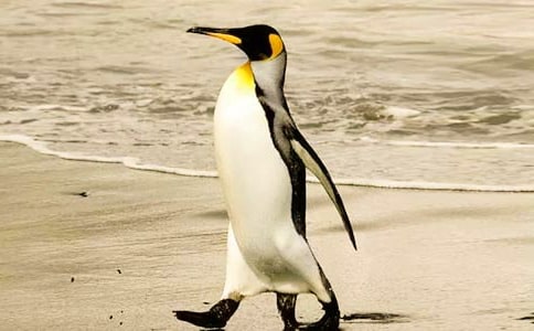 中班美術活動《快樂的企鵝》教案