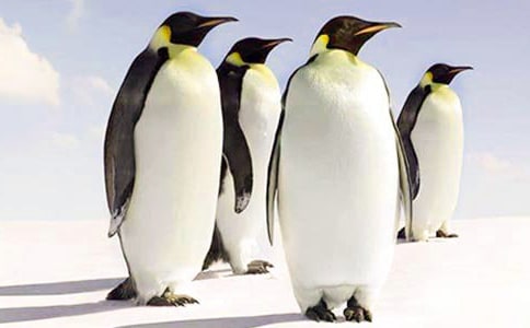 ���O��ʳ��������ʲô�������Z��