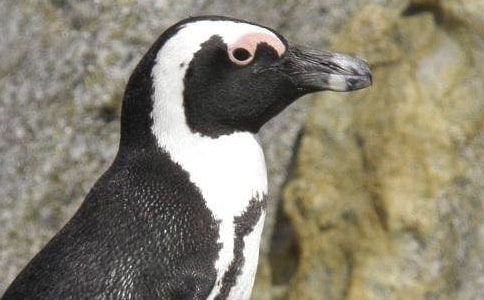 能干的小企鵝教案2篇