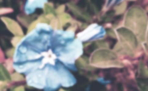 作文美麗的牽牛花