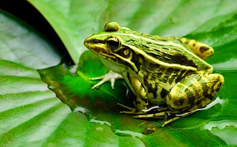 《青蛙》大班科學(xué)教案通用(13篇)