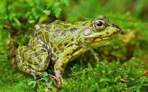 С���w����ӽ̰���С����׽���x��