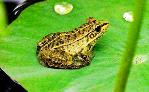 讀《青蛙軍團(tuán)愛(ài)地球》有感 15篇