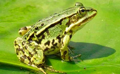 大班體育游戲教案評(píng)價(jià)《小青蛙學(xué)本領(lǐng)》