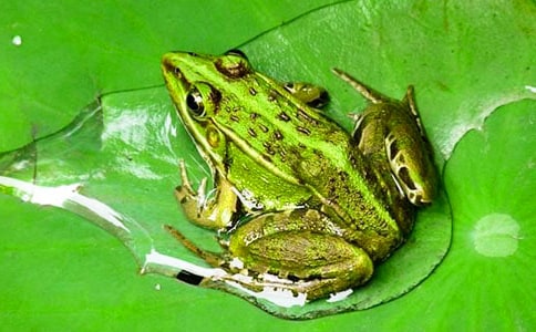 關(guān)于青蛙的作文(精選43篇)