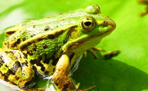 《青蛙》大班科學(xué)教案(精選15篇)